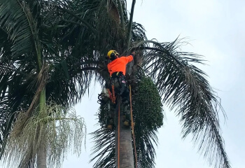 Palm Cleaning