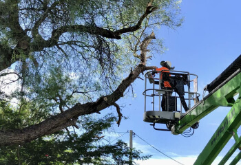 Tree Trimming & Removal