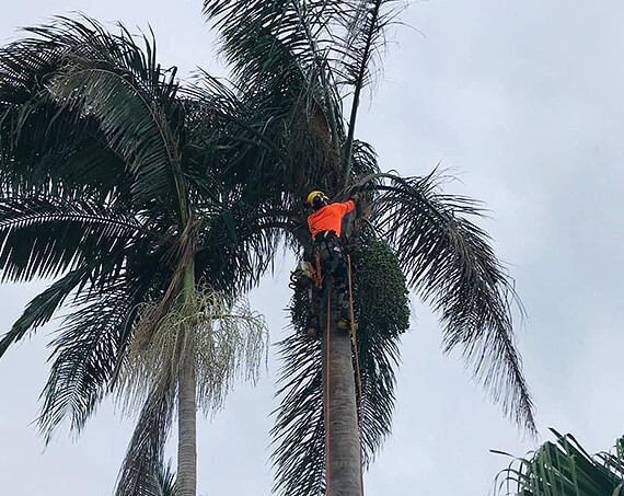 Palm tree frond cleaning in Bundaberg