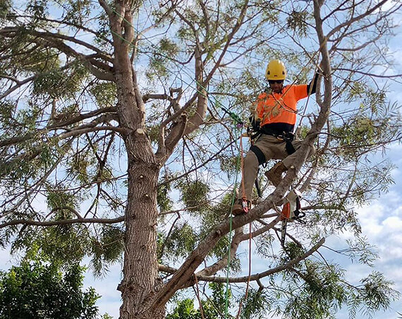 Proactive measures being taken to make trees storm-ready in the Wide Bay