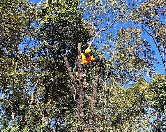 Wide Bay Tree Service arborists trimming a tall tree