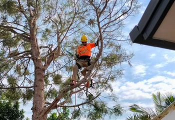 Man in tree cutting branches