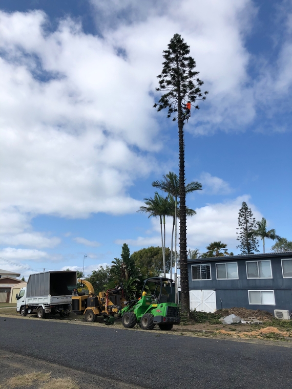 Trees and machinery on a street