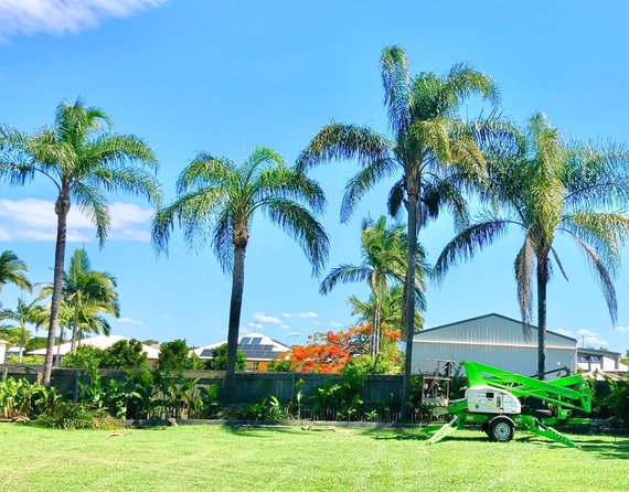 Multiple palm trees with man lift for palm cleaning