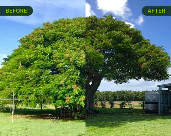 Before and after shot of tree with crown lift