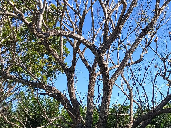 Tree branches missing leaves