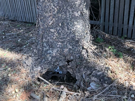 Bottom of tree showing sickness