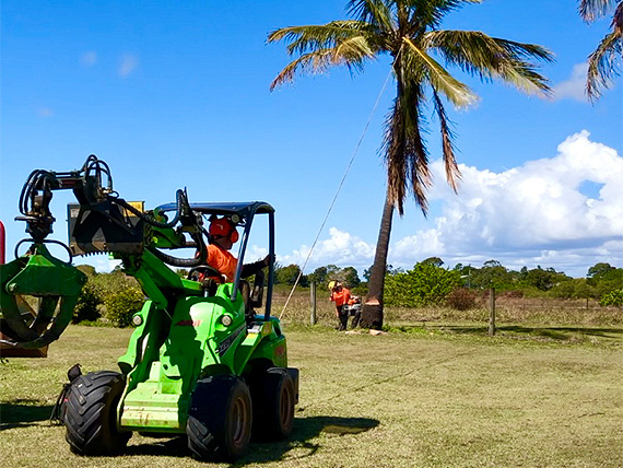 Palm cleaning  with view of tractor
