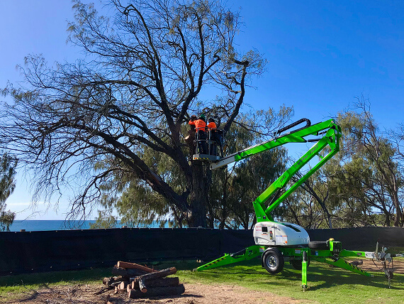 Pruning a tree with a man lift