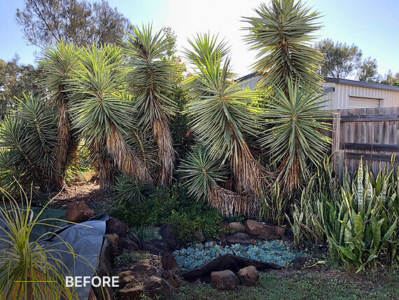 Palms with dead branches for removal