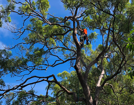 Man working high up in tree with blue sky