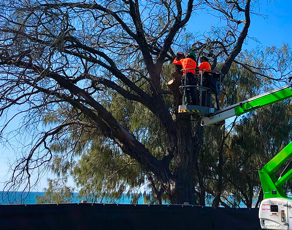 Workers using man lift to work on tree removal