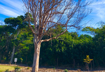 Sick tree surrounded by healthy ones